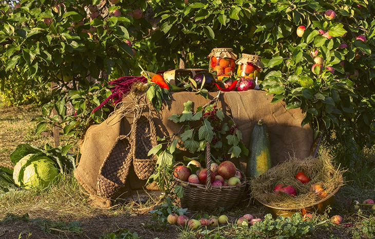 vegetable garden