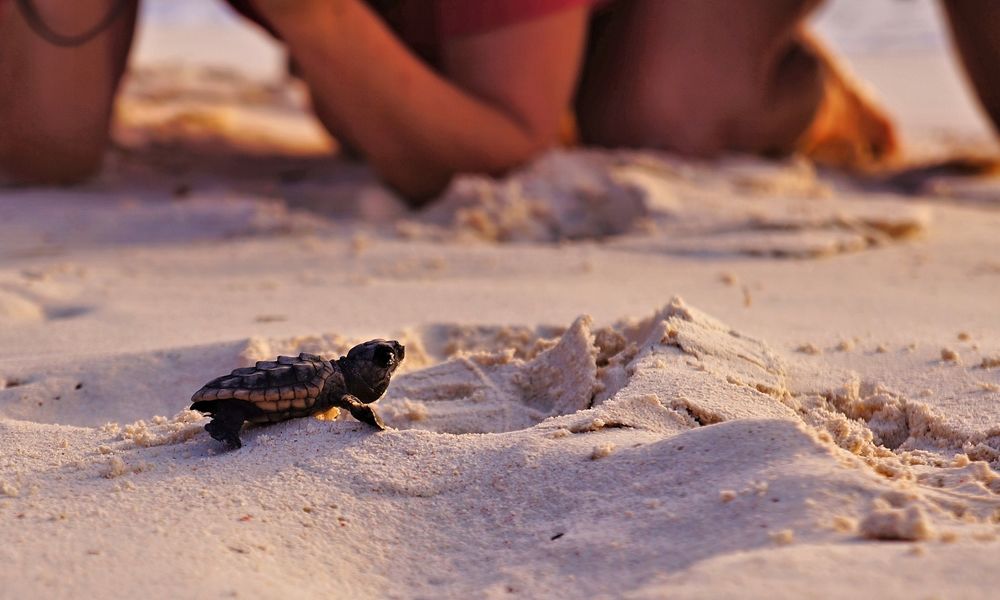 Sea Turtle Hatching