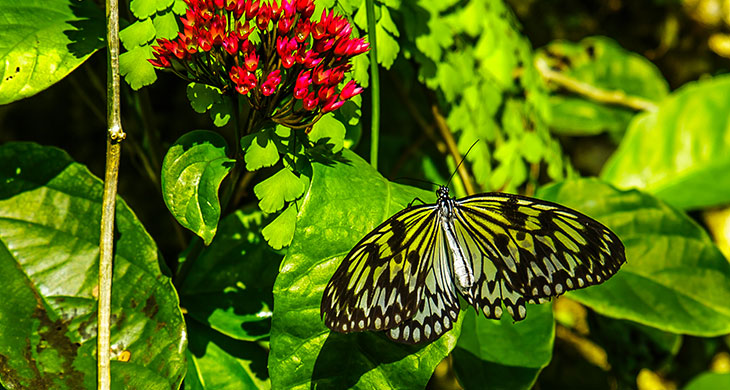 Fairchild Botanical Gardens in Miami, Florida