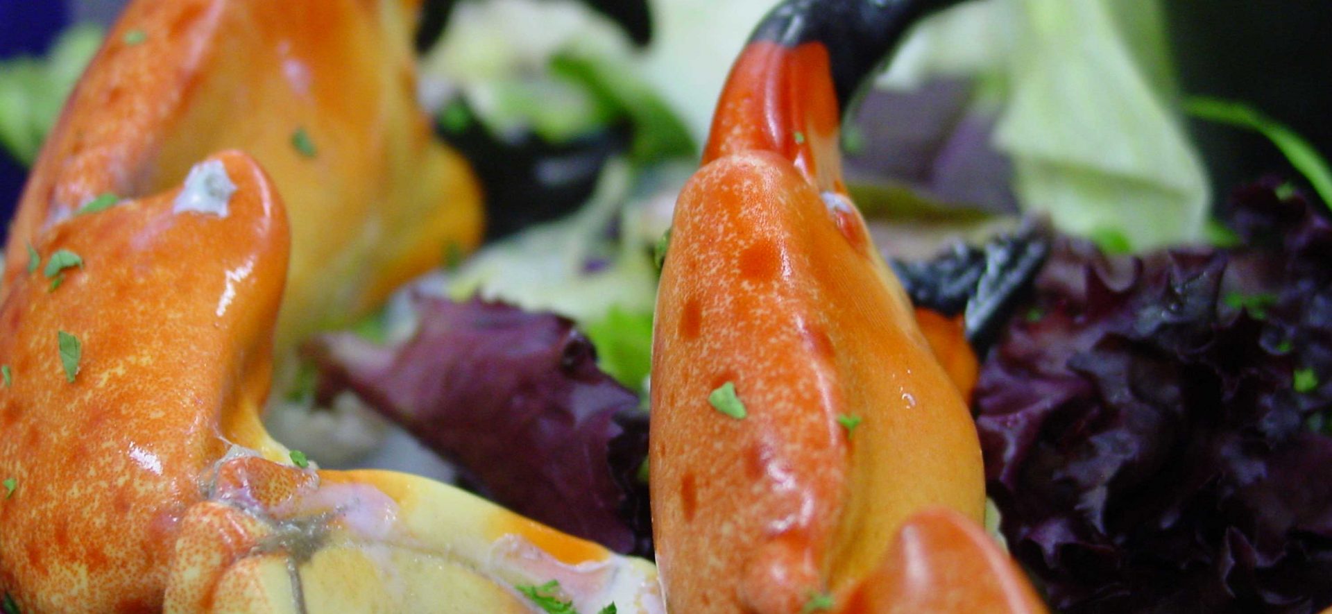 Stone crab claws up close