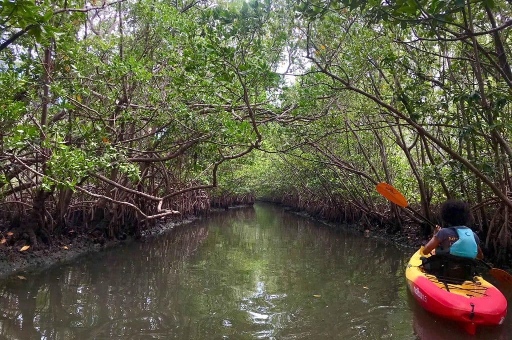 Kayaking through Acqualina’s Wild Backyard, Oleta River State Park