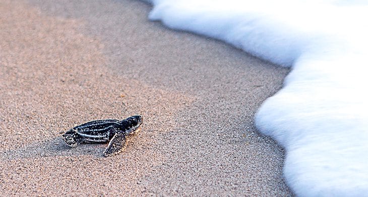Sea-Turtle-Hatchling-2