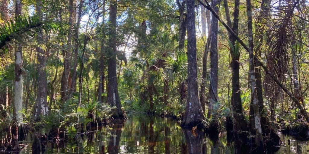 Explore the Everglades in Luxury: Acqualina’s New Acqua Experience Adventure