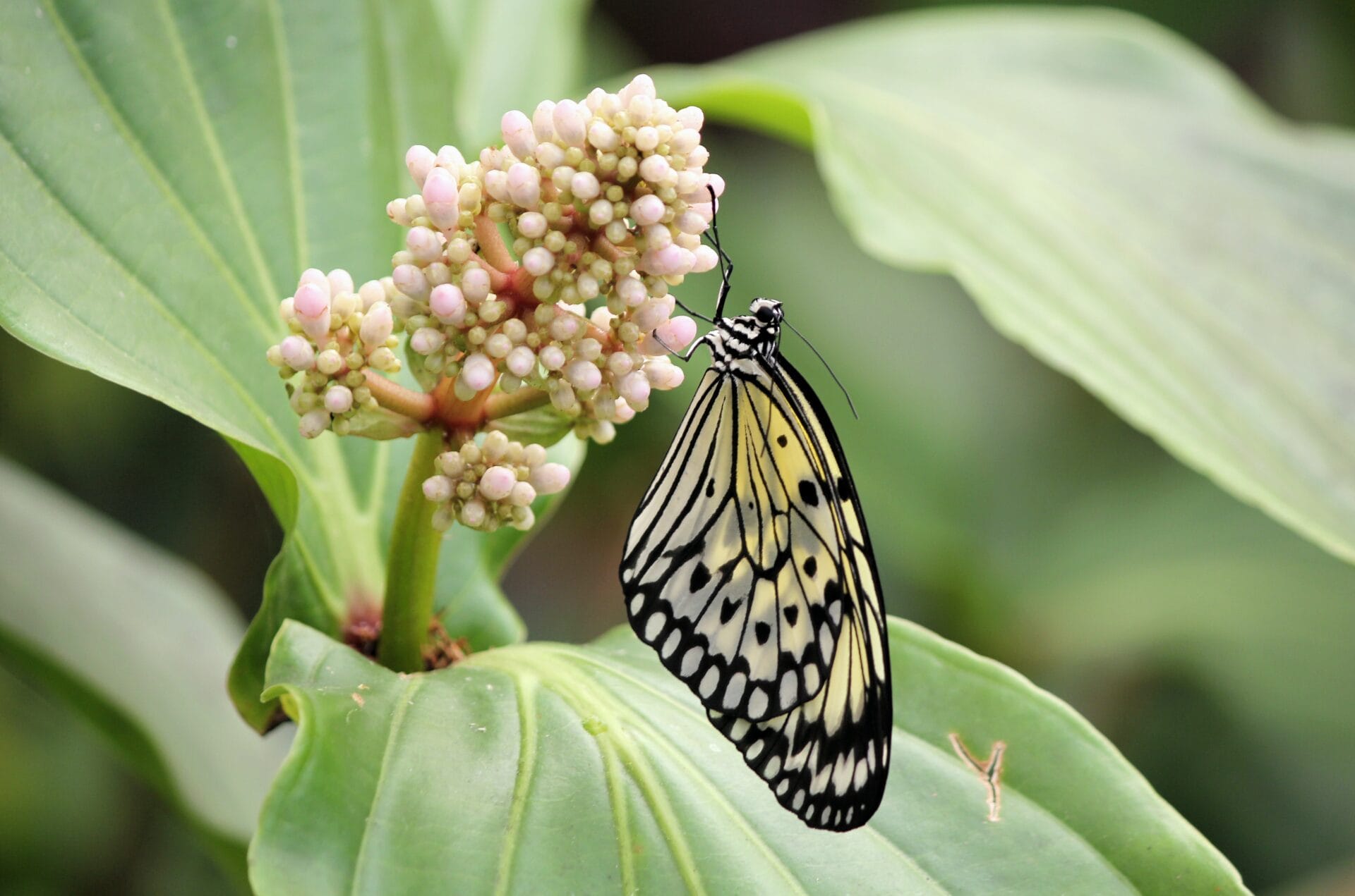 botanical
